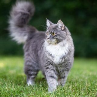 chat gris et blanc dans son jardin 