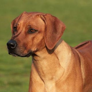 Rhodesian Ridgeback regardant vers la gauche