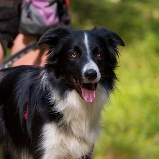 Border Collie en Canicross