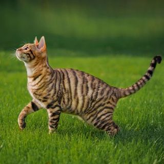Toyger dans l'herbe
