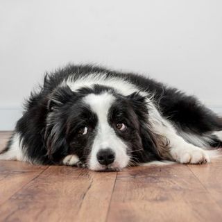 chien noir et blanc allongé sur le parquet