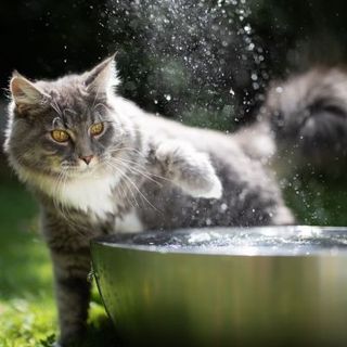 chat qui se rafraîchit dans de l'eau en extérieur