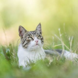 chat gris et blanc allongé dans l'herbe