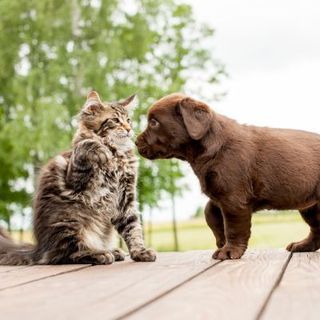 cohabitation chien chat