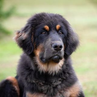 dogue du tibet noir et feu dans un pré