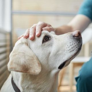 labrador avec son vétérinaire