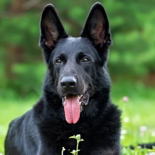 Berger allemand noir dans l'herbe