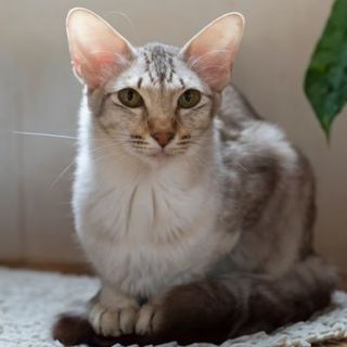 chat javanais gris et blanc à côté d'une plante