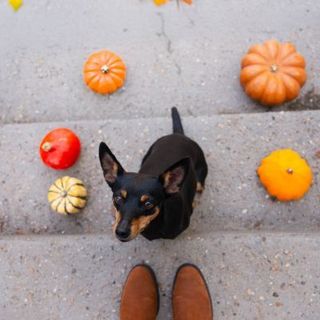 pinscher nain avec des citrouilles