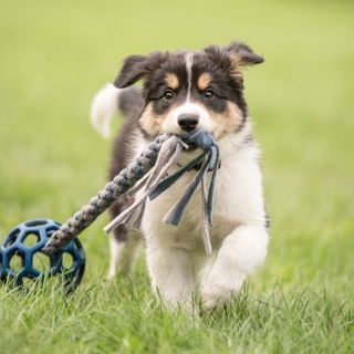 chiot jouant avec un jouet dans l'herbe