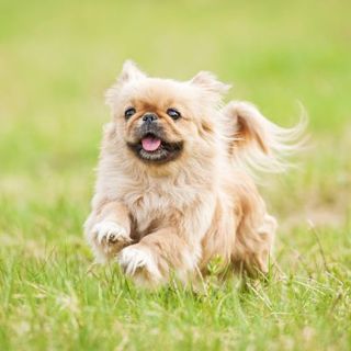 Pékinois courant dans l'herbe