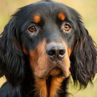 setter gordon de près