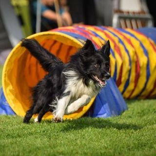 Chien noir et blanc épreuve tunnel agility