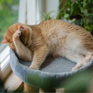 chat roux dans son arbre à chat