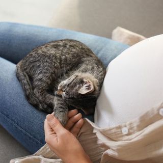 chaton allongé sur une femme enceinte