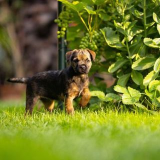 chiot border terrier dans son jardin