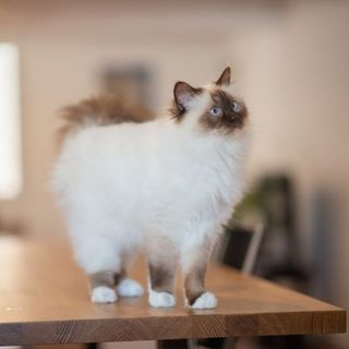 chat colorpoint aux yeux bleus debout sur une table