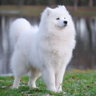 samoyède devant un point d'eau sur l'herbe