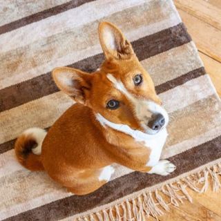 basenji roux et blanc sur un tapis