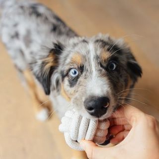 chiot berger australien jouant avec une balle en corde