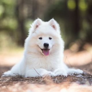 chiot samoyède allongé