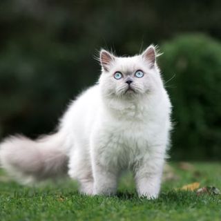 chat blanc colorpoint à poils mi-longs et aux yeux bleus dans un jardin