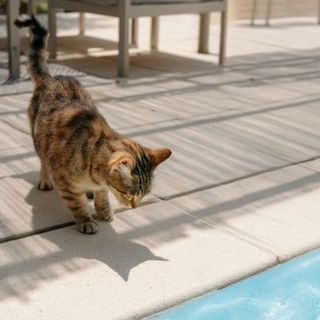 chat devant une piscine