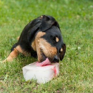 chien noir et fauve qui lèche un glaçon sur de la pelouse