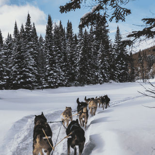 Chiens de traîneaux dans la neige