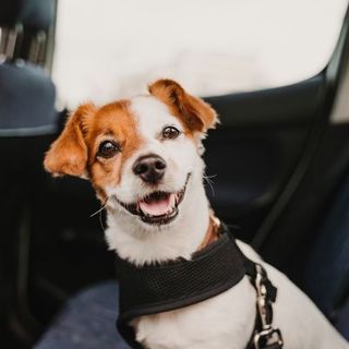 chien bicolore en voiture avec son harnais