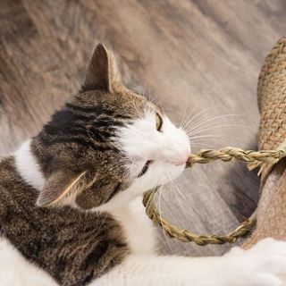 chat atteint de pica