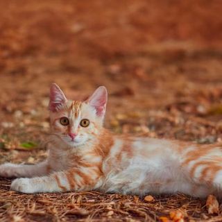 Bobtail Américain roux dans des feuilles