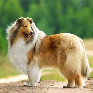 Colley dans la nature