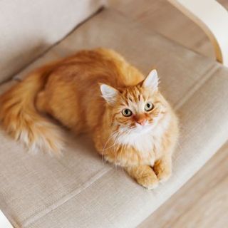 chat roux à poils longs sur une chaise
