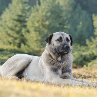 Berger d'Anatolie allongé dans l'herbe