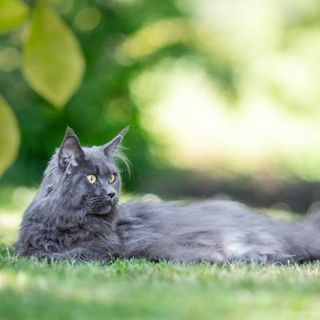 chat maine coon gris allongé dans l'herbe