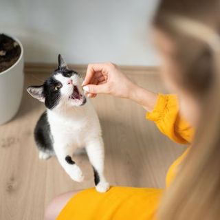 chat noir et blanc mangeant une croquette
