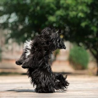 chien faisant de l'obérythmée