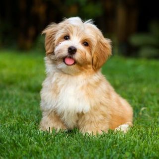 bichon havanais beige et blanc dans l'herbe