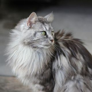 chat maine coon gris et blanc avec les yeux verts assis en intérieur