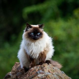 chat himalayen aux yeux bleus assis sur une branche