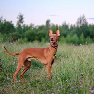 chien du pharaon dans la nature