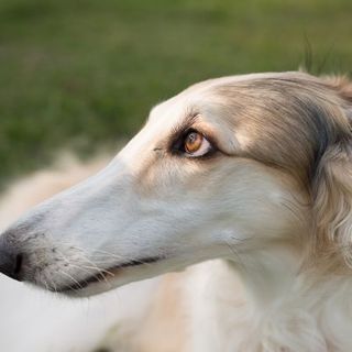 barzoi couleur crème dans l'herbe