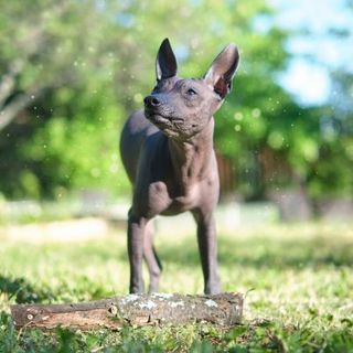 chien nu du mexique dans un parc sur l'herbe