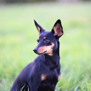 pinscher nain assis dans un pré