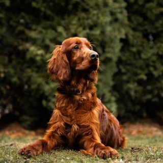 setter irlandais couché devant une haie