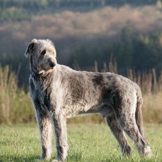 Lévrier Irlandais dans la nature
