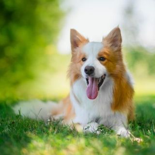 Border Collie dans l'herbe