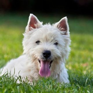 westie allongé dans l'herbe
