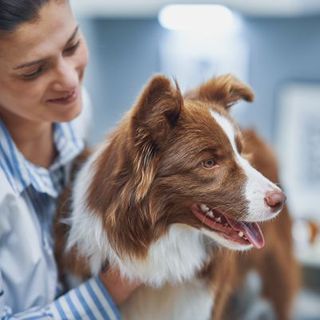 chien marron chez le vétérinaire